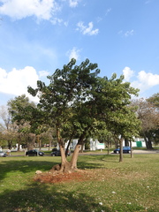 Phytolacca dioica