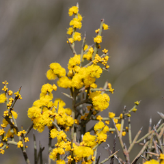 Acacia spinescens
