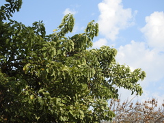 Phytolacca dioica