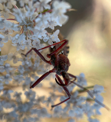 Rhynocoris erythropus