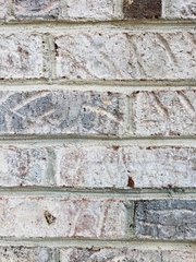 Spodoptera latifascia