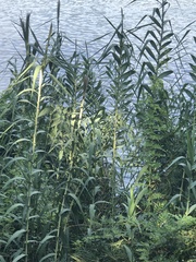 Arundo donax