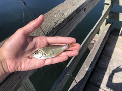 Cymatogaster aggregata