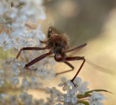 Rhynocoris erythropus
