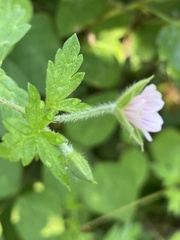 Geranium sibiricum