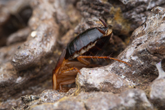 Blattodea