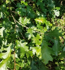 Quercus shumardii