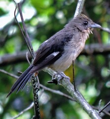 Trichothraupis melanops