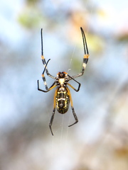 Trichonephila senegalensis