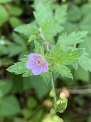 Geranium sibiricum