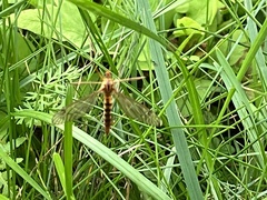 Nephrotoma ferruginea