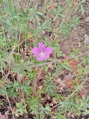 Geranium californicum