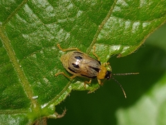 Diabrotica septemliturata