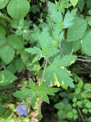 Geranium sibiricum