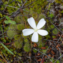 Drosera aberrans