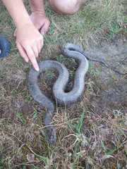 Nerodia sipedon sipedon