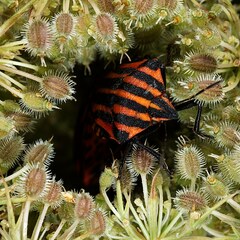 Graphosoma italicum italicum