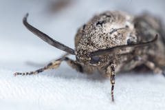 Prionoxystus robiniae