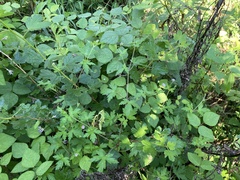 Geranium sibiricum