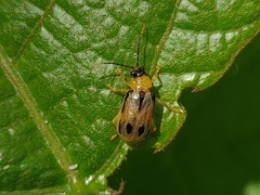 Diabrotica septemliturata