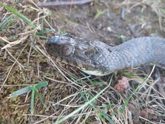 Nerodia sipedon sipedon