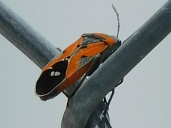 Lygaeus reclivatus