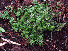 Galium aparine