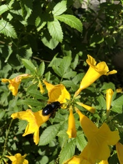 Xylocopa californica