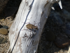 Cicindela repanda