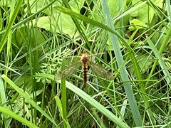 Nephrotoma ferruginea