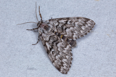 Panthea virginarius