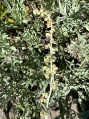 Artemisia ludoviciana