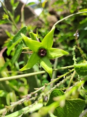 Gonolobus uniflorus