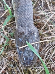 Nerodia sipedon sipedon