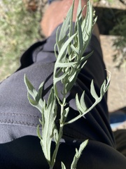 Artemisia ludoviciana