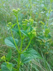 Verbesina occidentalis