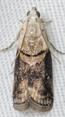 Acrobasis palliolella