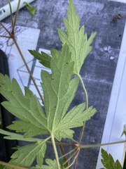Geranium sibiricum