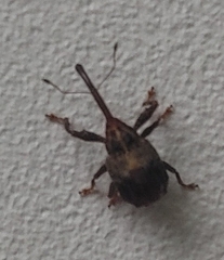 Anthonomus quadrigibbus