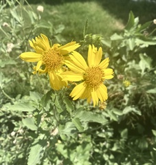 Verbesina encelioides