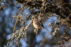 Phytotoma rutila