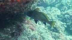 Sciaena umbra