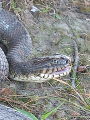 Nerodia sipedon sipedon