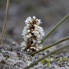 Lomandra juncea