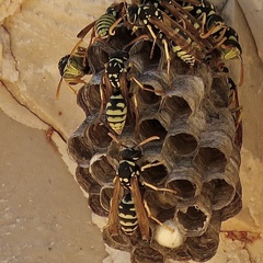 Polistes