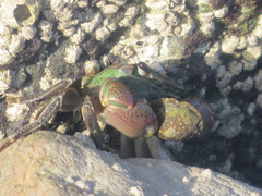 Pachygrapsus crassipes