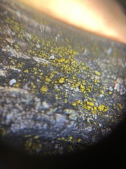 Candelariella efflorescens