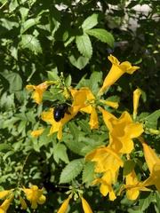 Xylocopa californica