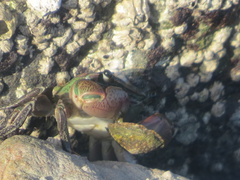 Pachygrapsus crassipes