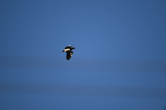 Vanellus chilensis